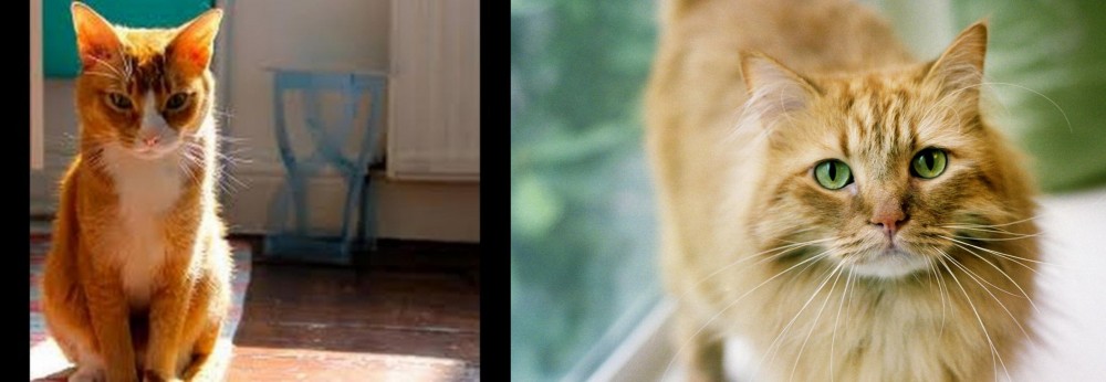 Ginger Tabby vs Chausie - Breed Comparison