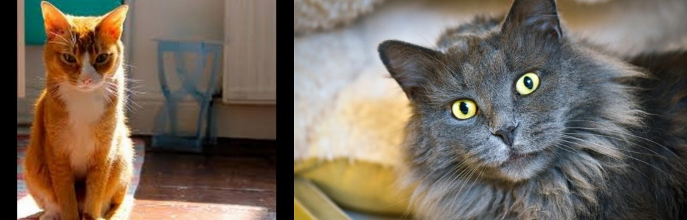Nebelung vs Chausie - Breed Comparison