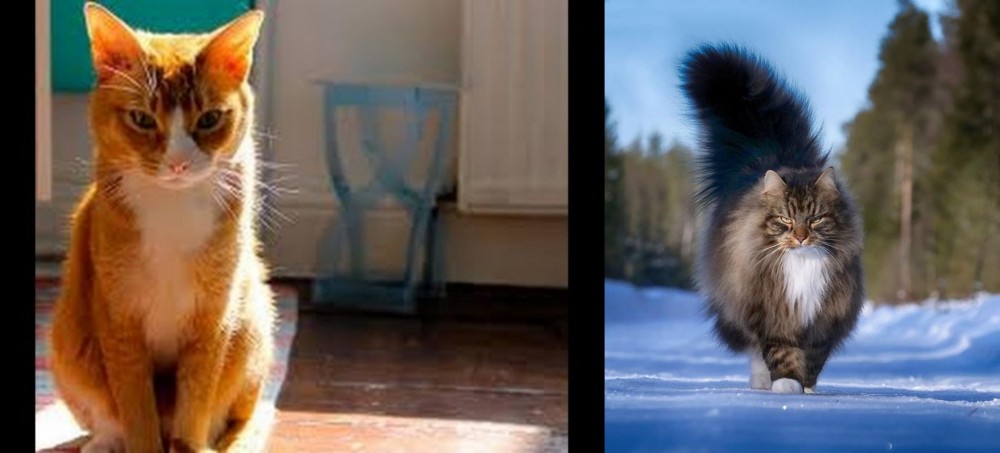 Norwegian Forest Cat vs Chausie - Breed Comparison