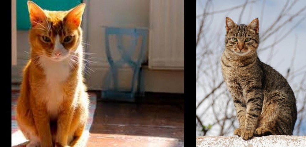 Tabby vs Chausie - Breed Comparison