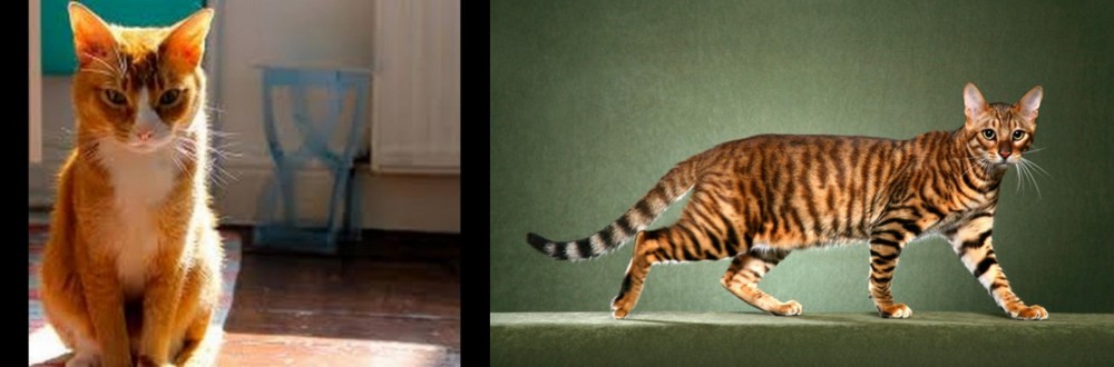 Toyger vs Chausie - Breed Comparison