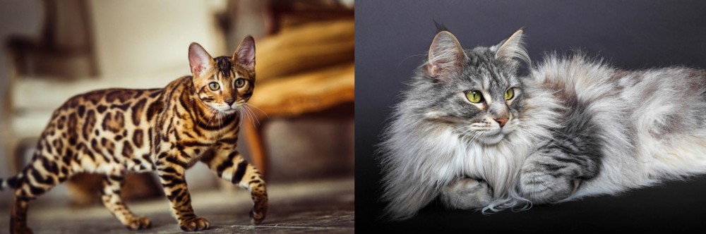 Domestic Longhaired Cat vs Cheetoh - Breed Comparison