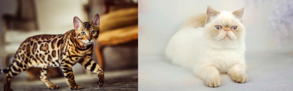 Exotic Shorthair vs Cheetoh - Breed Comparison