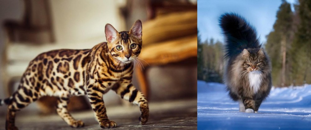 Norwegian Forest Cat vs Cheetoh - Breed Comparison