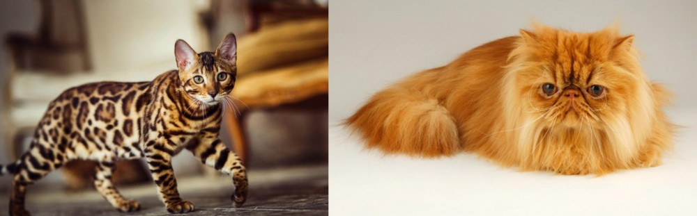 Persian vs Cheetoh - Breed Comparison