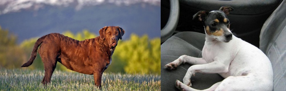 Chilean Fox Terrier vs Chesapeake Bay Retriever - Breed Comparison