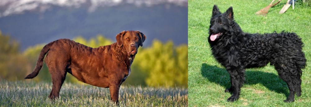 Croatian Sheepdog vs Chesapeake Bay Retriever - Breed Comparison