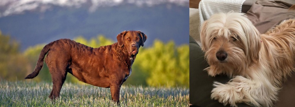 Cyprus Poodle vs Chesapeake Bay Retriever - Breed Comparison