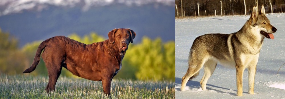 Czechoslovakian Wolfdog vs Chesapeake Bay Retriever - Breed Comparison