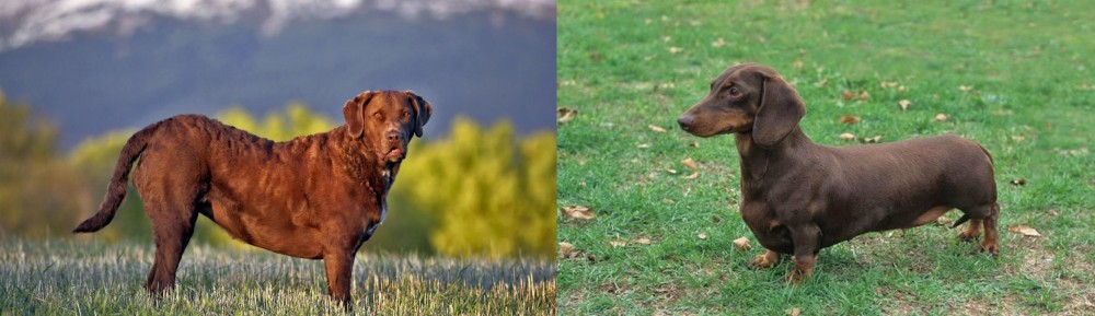 Dachshund vs Chesapeake Bay Retriever - Breed Comparison