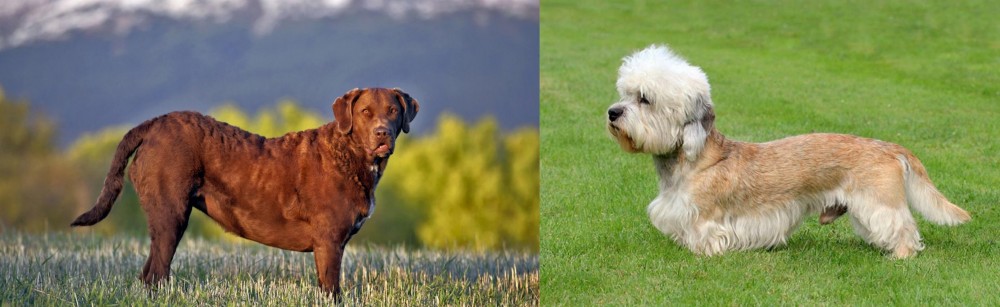Dandie Dinmont Terrier vs Chesapeake Bay Retriever - Breed Comparison