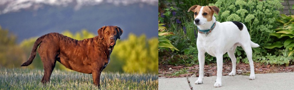 Danish Swedish Farmdog vs Chesapeake Bay Retriever - Breed Comparison