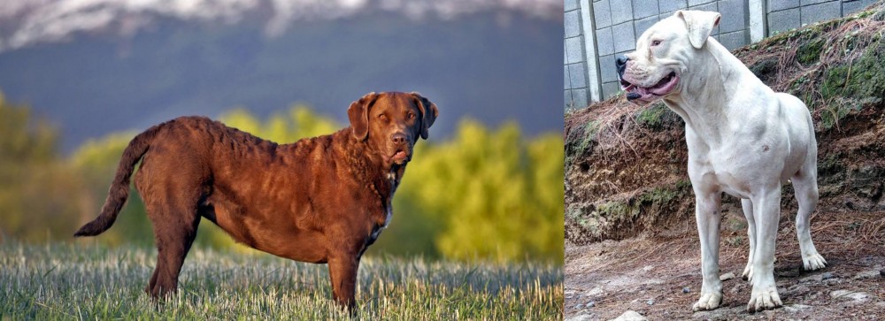 Dogo Guatemalteco vs Chesapeake Bay Retriever - Breed Comparison