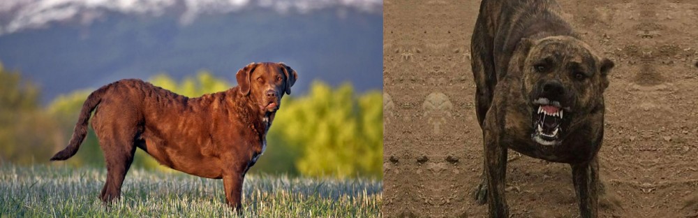 Dogo Sardesco vs Chesapeake Bay Retriever - Breed Comparison