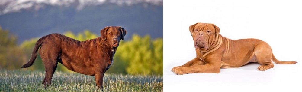Dogue De Bordeaux vs Chesapeake Bay Retriever - Breed Comparison