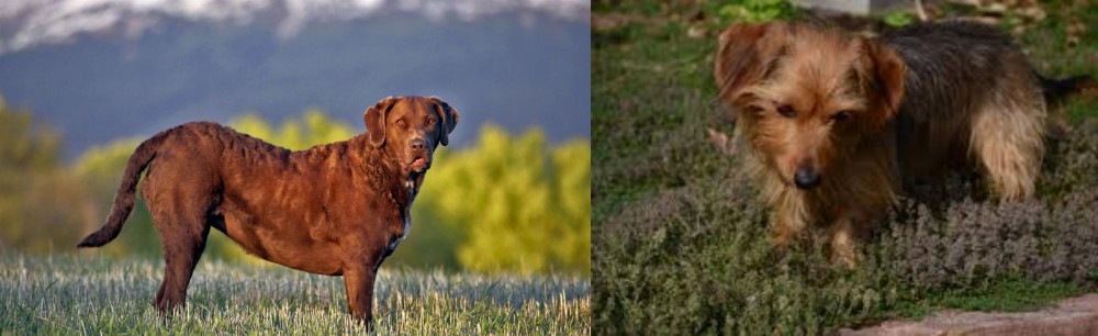 Dorkie vs Chesapeake Bay Retriever - Breed Comparison