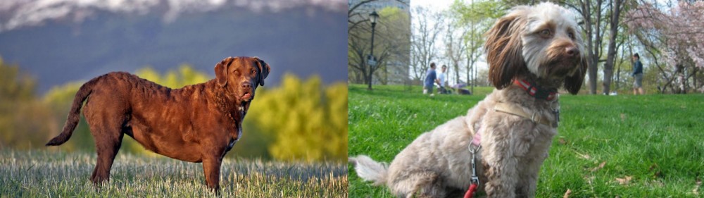 Doxiepoo vs Chesapeake Bay Retriever - Breed Comparison