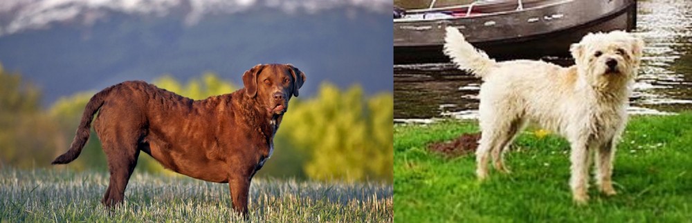 Dutch Smoushond vs Chesapeake Bay Retriever - Breed Comparison