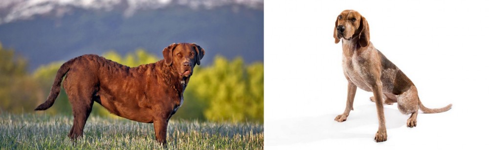 English Coonhound vs Chesapeake Bay Retriever - Breed Comparison