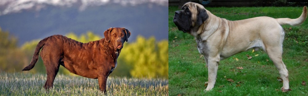 English Mastiff vs Chesapeake Bay Retriever - Breed Comparison