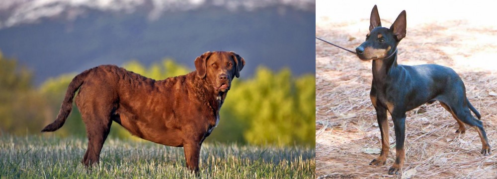 English Toy Terrier (Black & Tan) vs Chesapeake Bay Retriever - Breed Comparison
