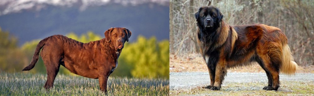 Estrela Mountain Dog vs Chesapeake Bay Retriever - Breed Comparison