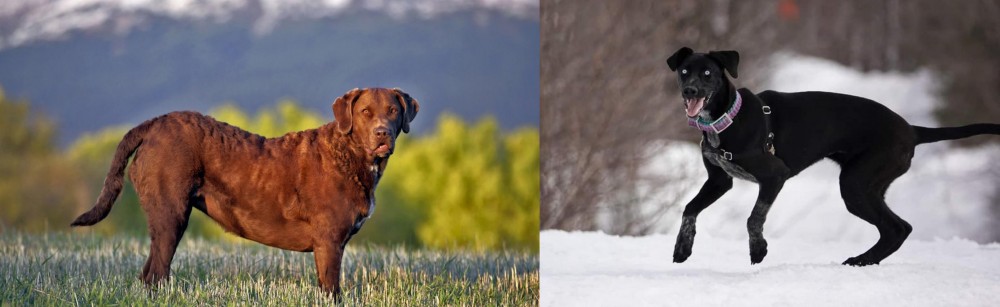 Eurohound vs Chesapeake Bay Retriever - Breed Comparison