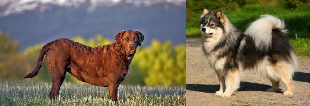 Finnish Lapphund vs Chesapeake Bay Retriever - Breed Comparison