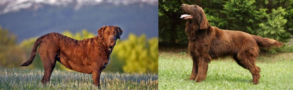 Flat-Coated Retriever vs Chesapeake Bay Retriever - Breed Comparison