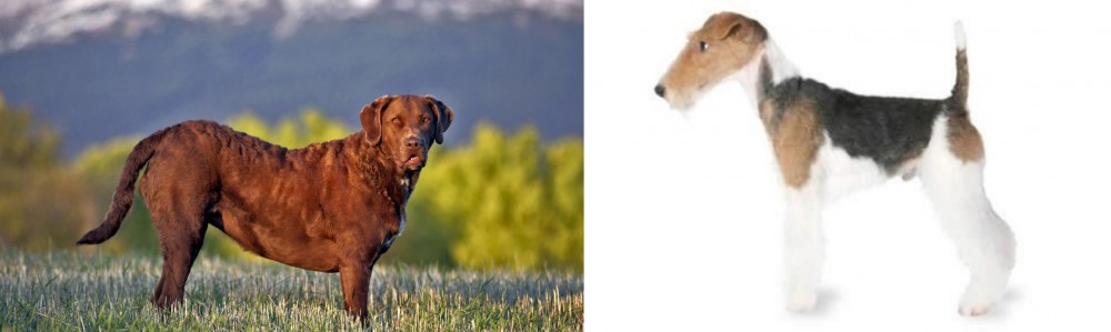 Fox Terrier vs Chesapeake Bay Retriever - Breed Comparison