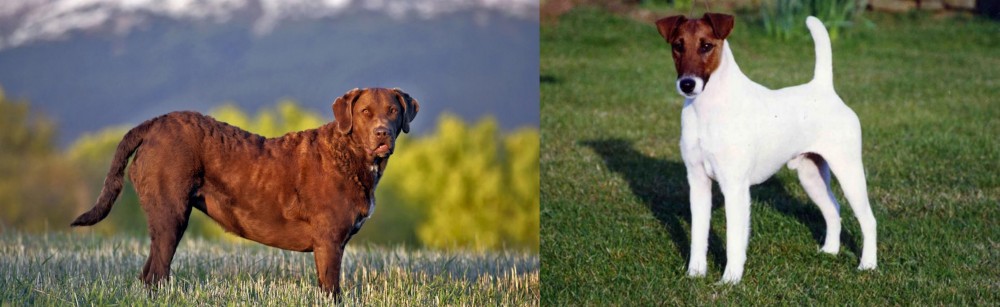 Fox Terrier (Smooth) vs Chesapeake Bay Retriever - Breed Comparison