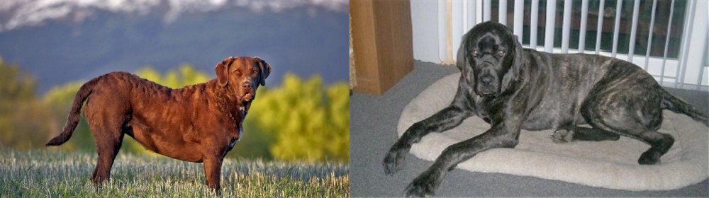 Giant Maso Mastiff vs Chesapeake Bay Retriever - Breed Comparison