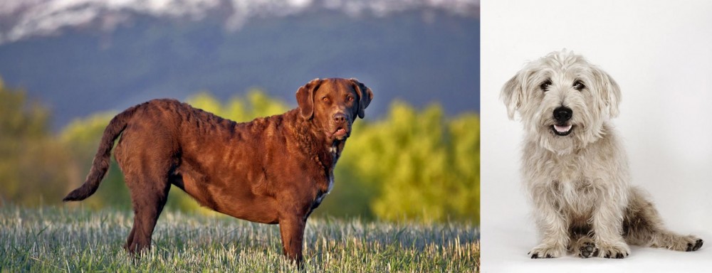 Glen of Imaal Terrier vs Chesapeake Bay Retriever - Breed Comparison