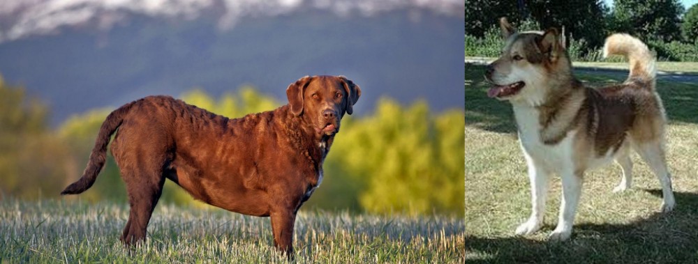 Greenland Dog vs Chesapeake Bay Retriever - Breed Comparison