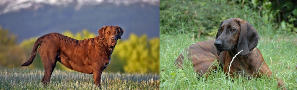 Hanover Hound vs Chesapeake Bay Retriever - Breed Comparison