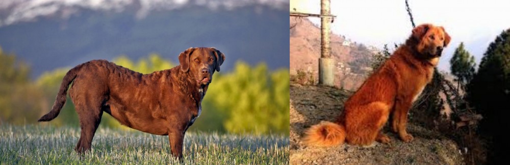 Himalayan Sheepdog vs Chesapeake Bay Retriever - Breed Comparison
