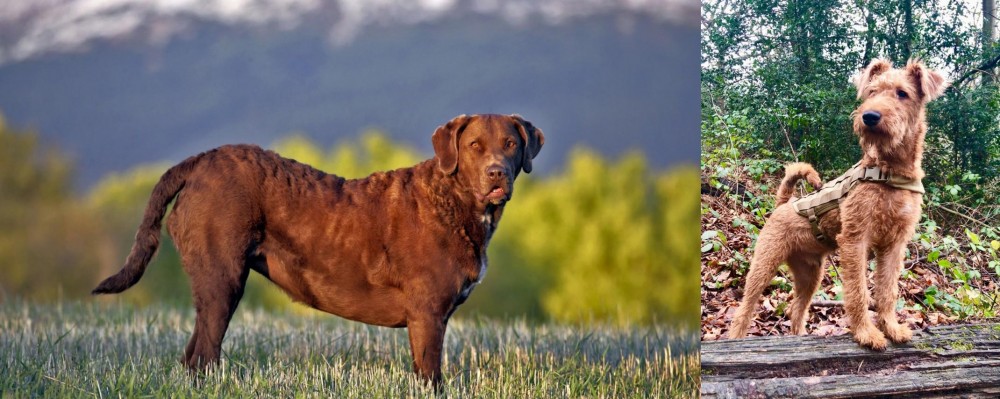 Irish Terrier vs Chesapeake Bay Retriever - Breed Comparison