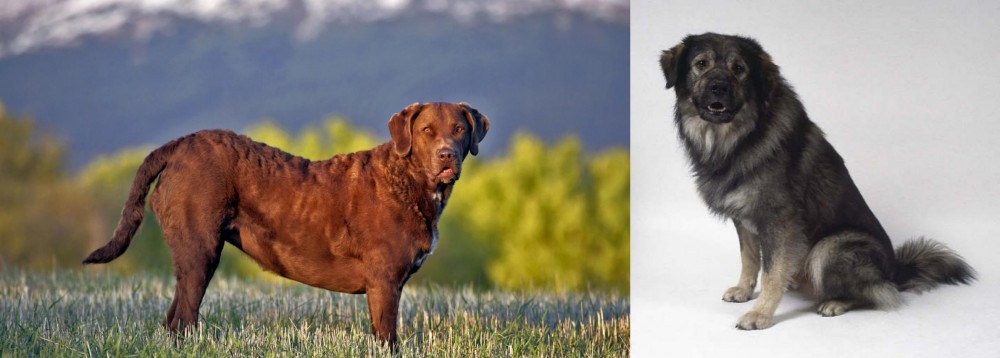 Istrian Sheepdog vs Chesapeake Bay Retriever - Breed Comparison
