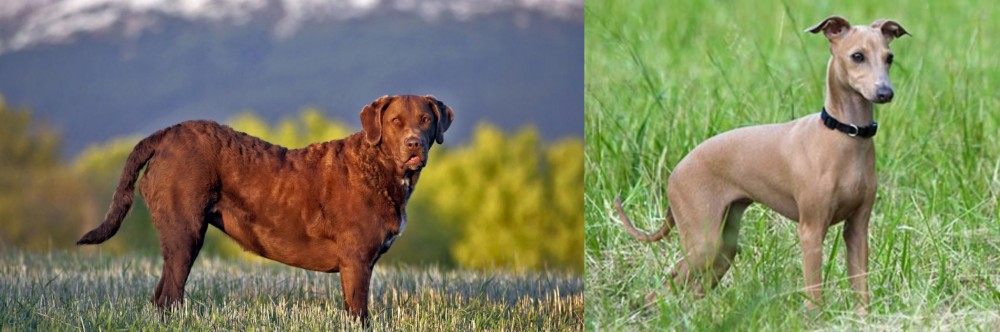 Italian Greyhound vs Chesapeake Bay Retriever - Breed Comparison