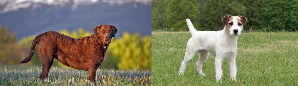 Jack Russell Terrier vs Chesapeake Bay Retriever - Breed Comparison