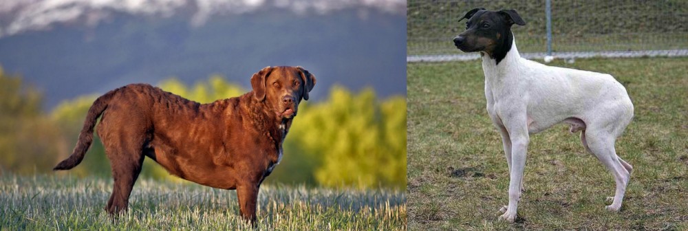 Japanese Terrier vs Chesapeake Bay Retriever - Breed Comparison
