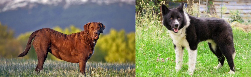 Karelian Bear Dog vs Chesapeake Bay Retriever - Breed Comparison
