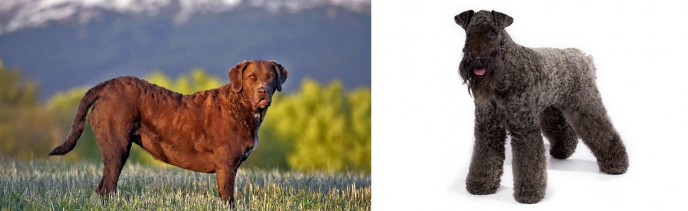 Kerry Blue Terrier vs Chesapeake Bay Retriever - Breed Comparison