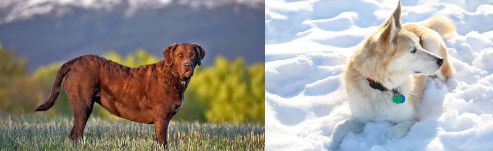 Labrador Husky vs Chesapeake Bay Retriever - Breed Comparison