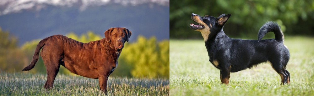 Lancashire Heeler vs Chesapeake Bay Retriever - Breed Comparison