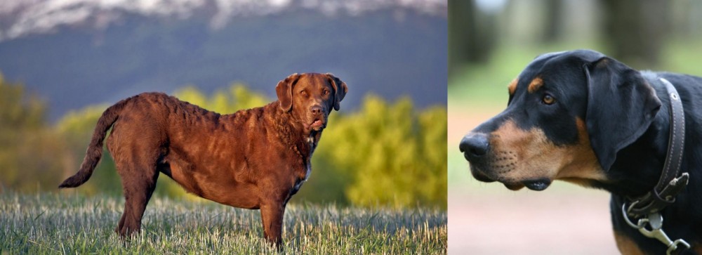 Lithuanian Hound vs Chesapeake Bay Retriever - Breed Comparison