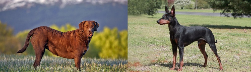 Manchester Terrier vs Chesapeake Bay Retriever - Breed Comparison