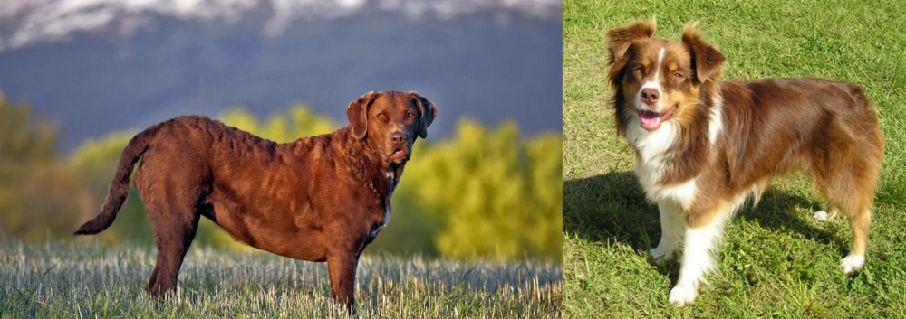 Miniature Australian Shepherd vs Chesapeake Bay Retriever - Breed Comparison