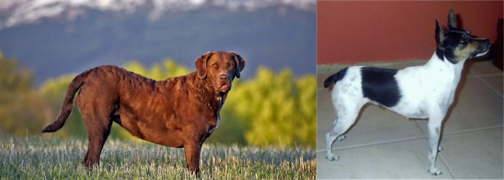 Miniature Fox Terrier vs Chesapeake Bay Retriever - Breed Comparison