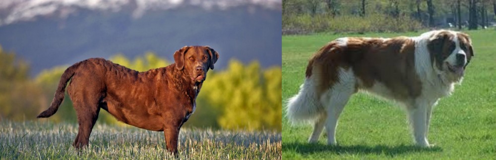 Moscow Watchdog vs Chesapeake Bay Retriever - Breed Comparison